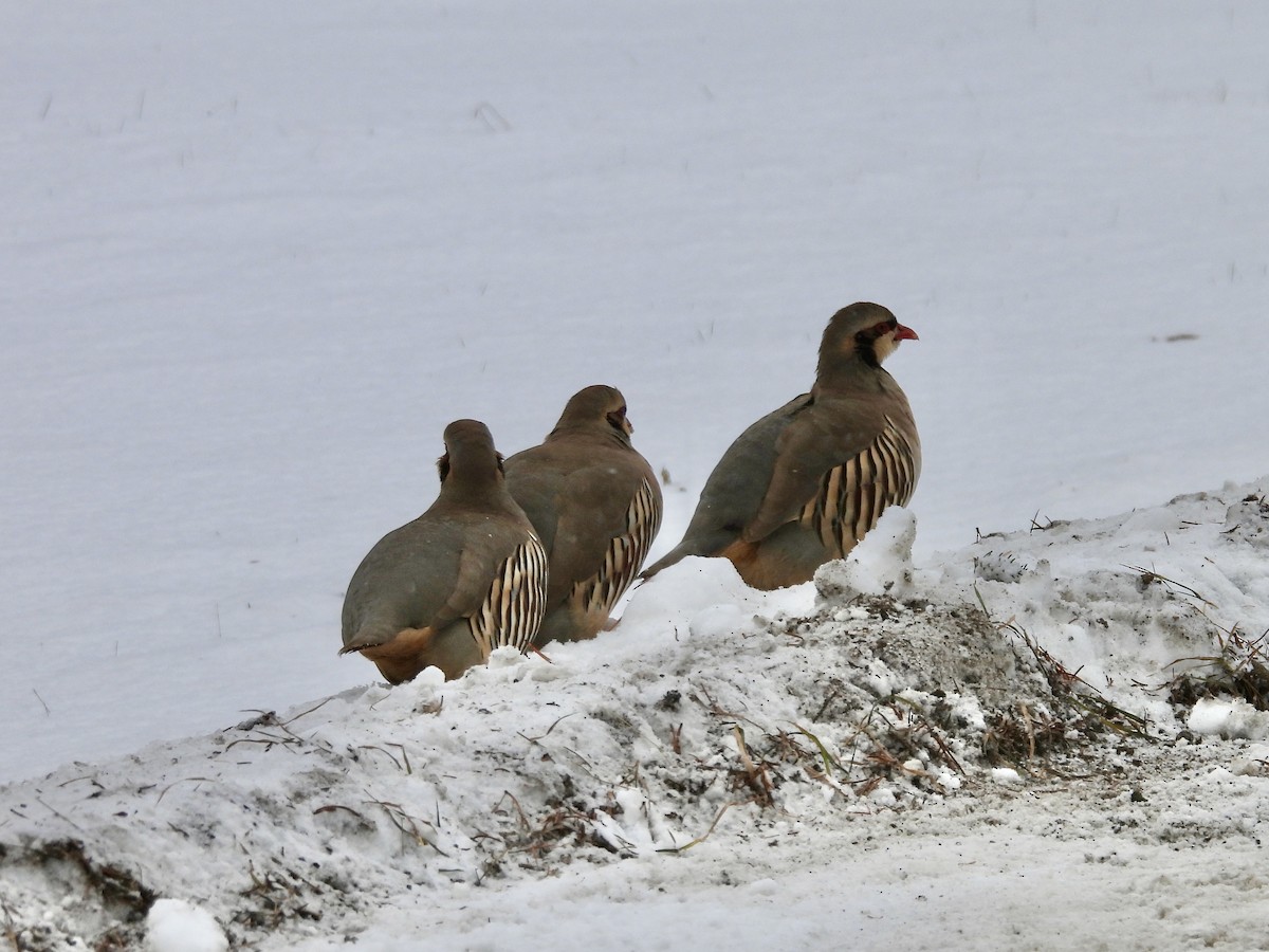 Chukar - ML646416246