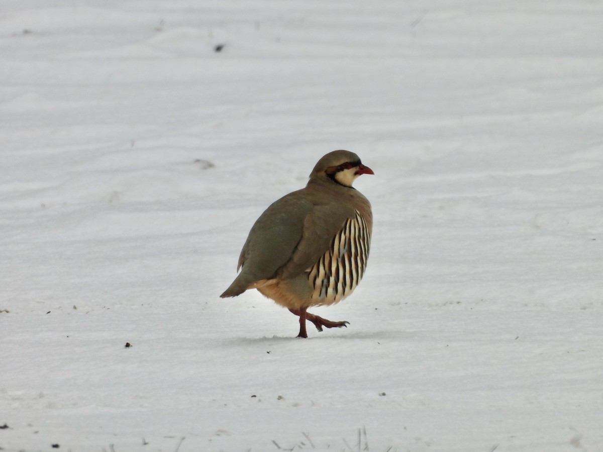 Chukar - ML646416247