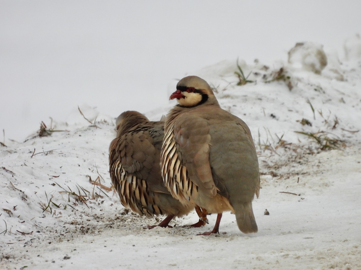 Chukar - ML646416248