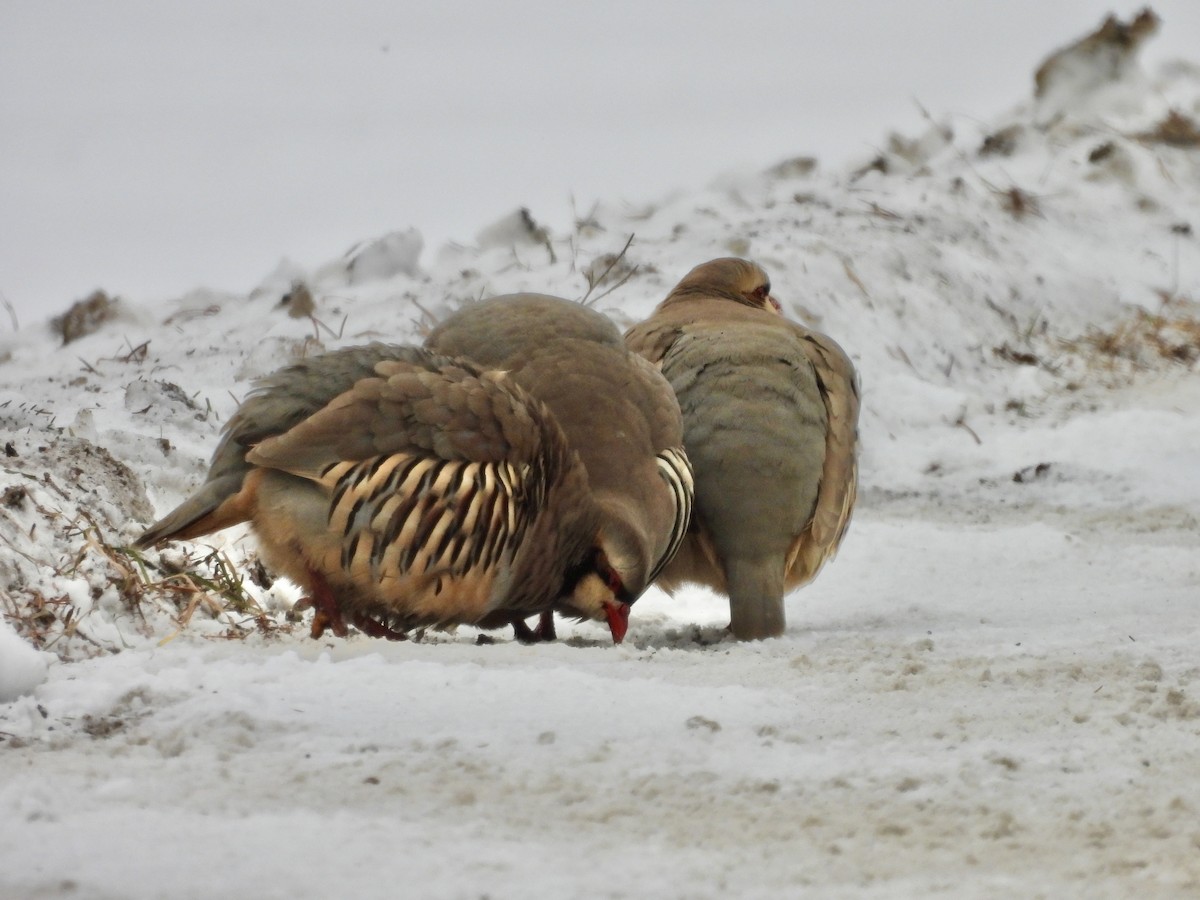 Chukar - ML646416249