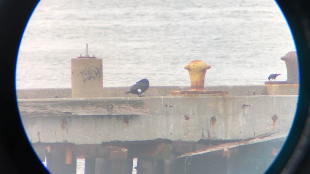 Great Cormorant (North Atlantic) - ML646416250