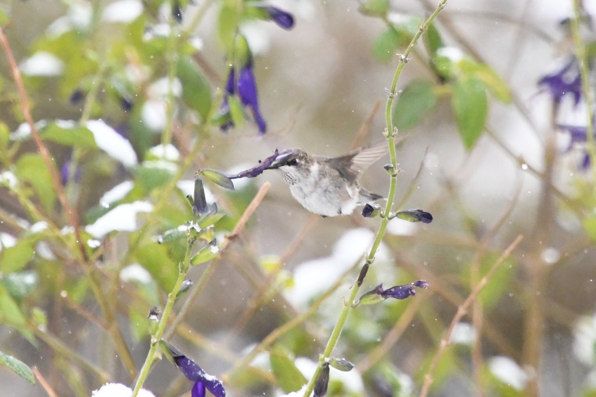 Black-chinned Hummingbird - ML646416251