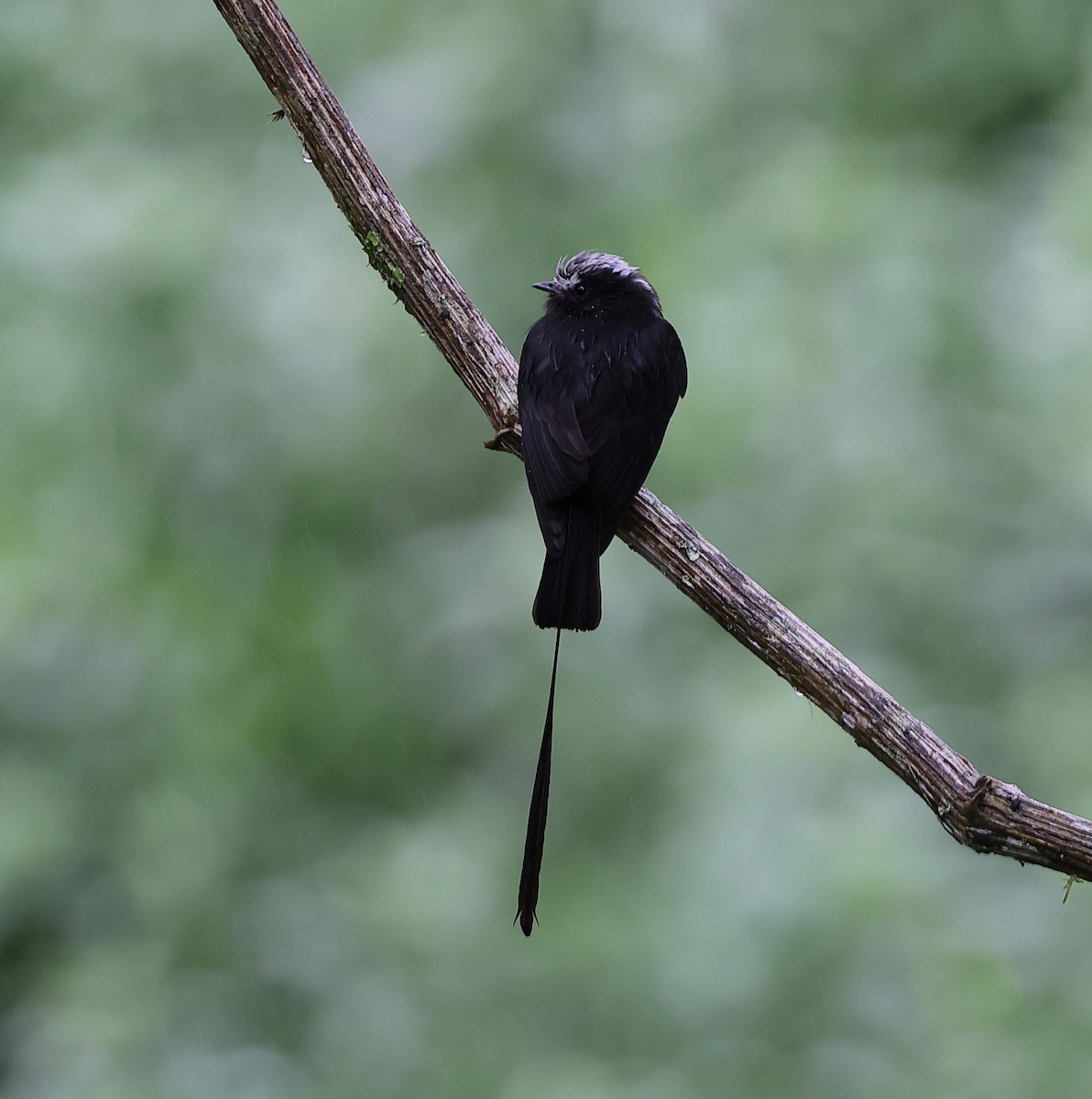 Moucherolle à longs brins - ML646416255