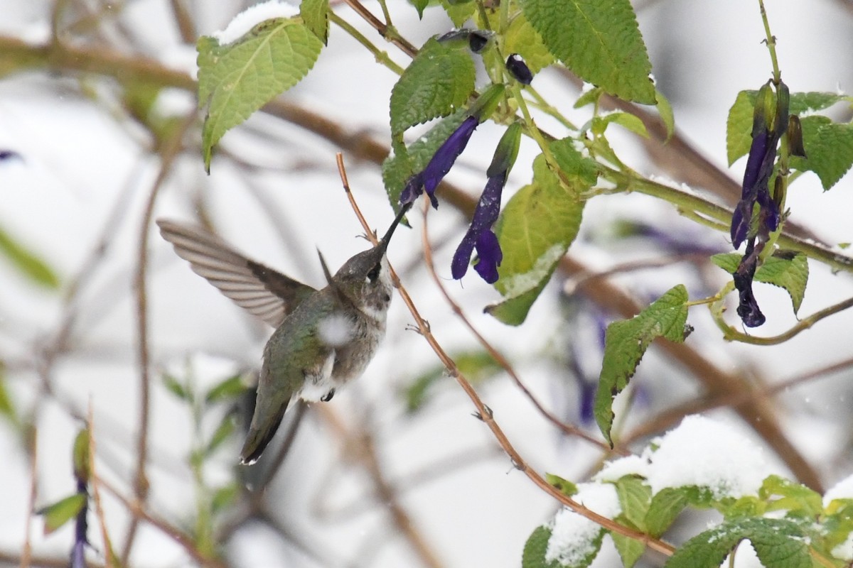Black-chinned Hummingbird - ML646416257