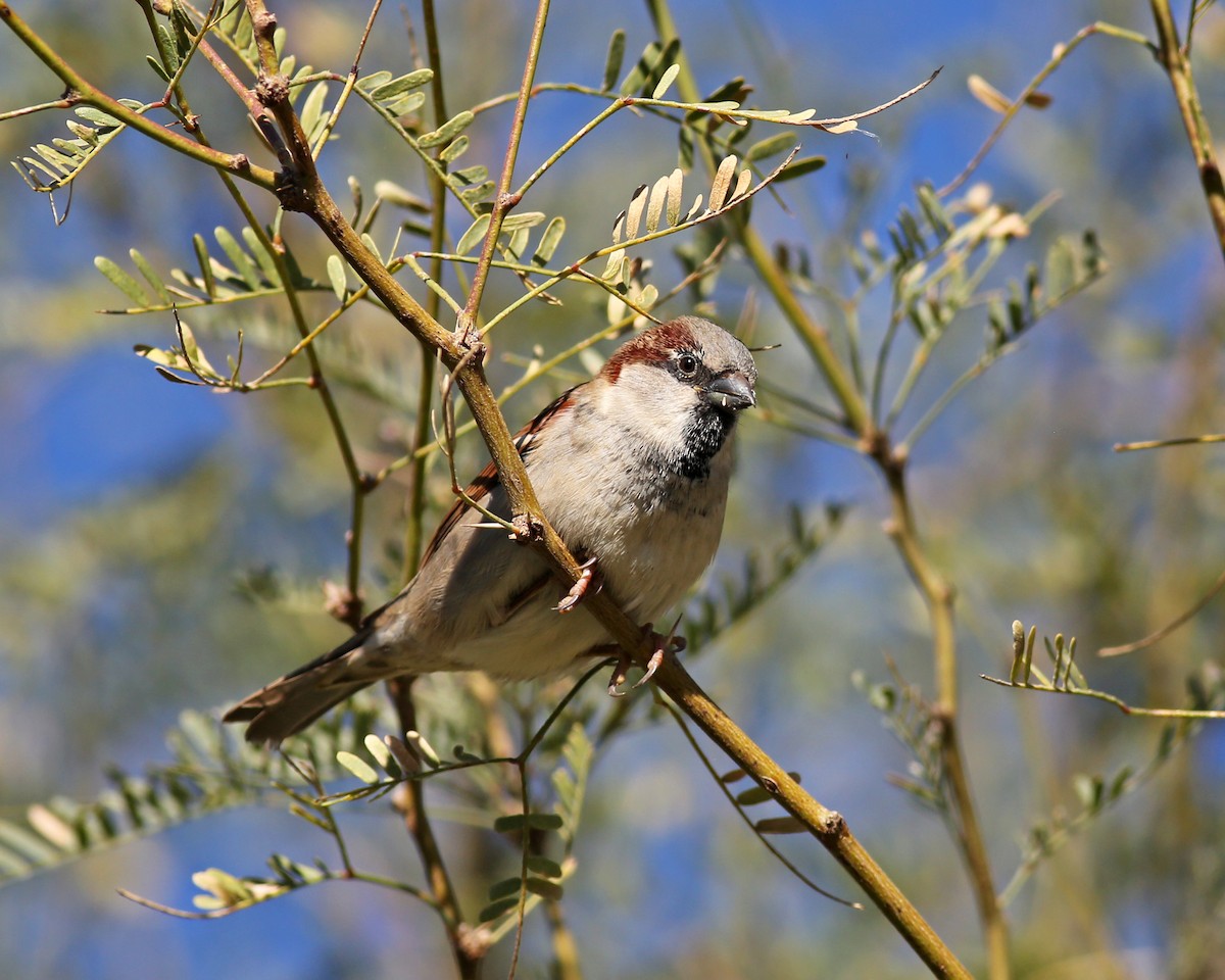 House Sparrow - ML646416258