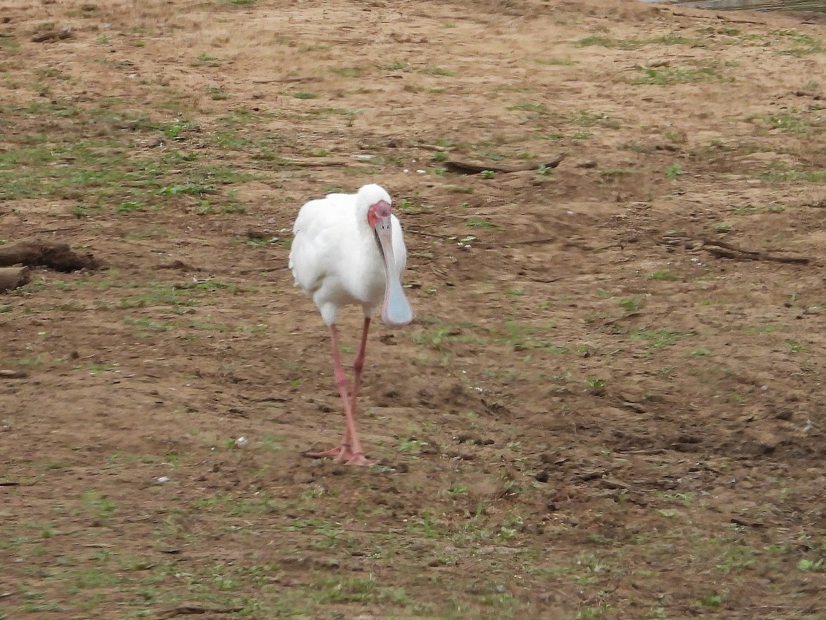 kolpík africký - ML646416259