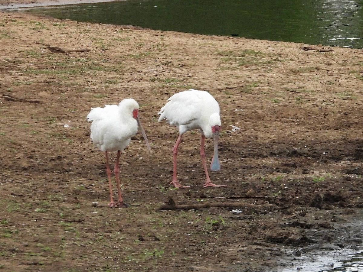 kolpík africký - ML646416260