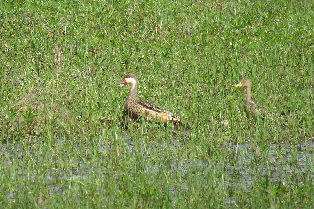 ホオジロオナガガモ - ML646416261