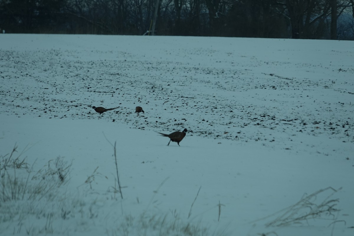 Ring-necked Pheasant - ML646416262
