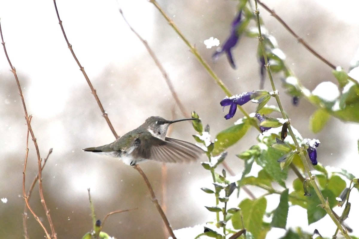 Black-chinned Hummingbird - ML646416263