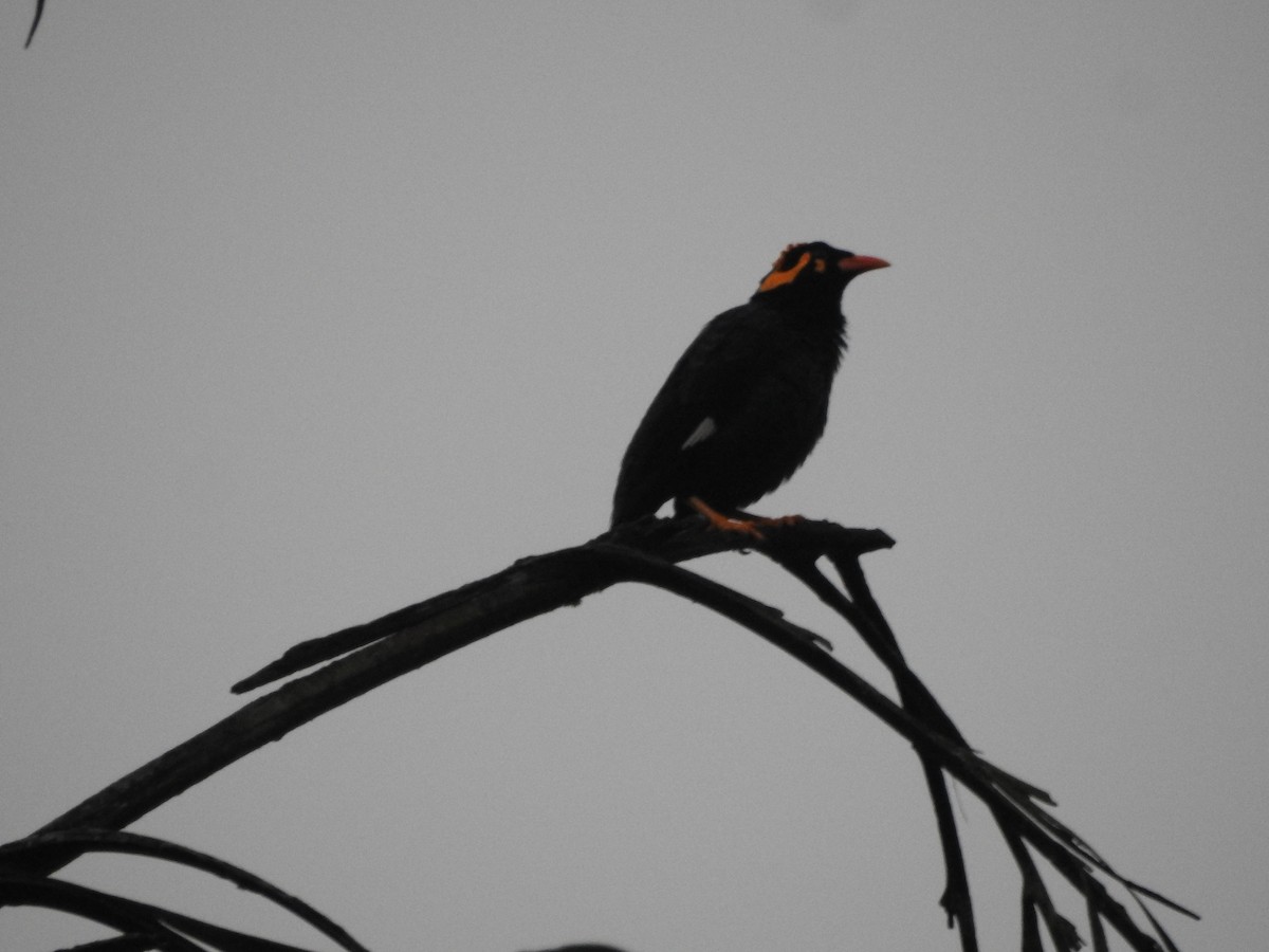 Miná Indio - ML646416264