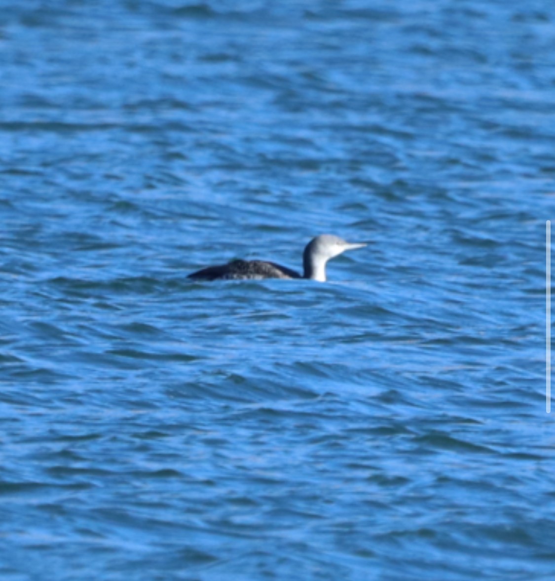 potáplice malá - ML646416266