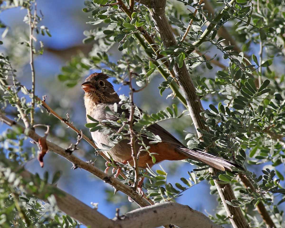 Canyon Towhee - ML646416267