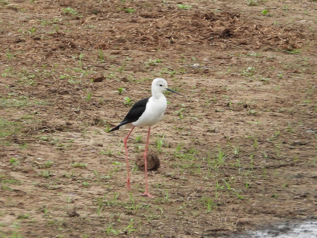 pisila čáponohá - ML646416268