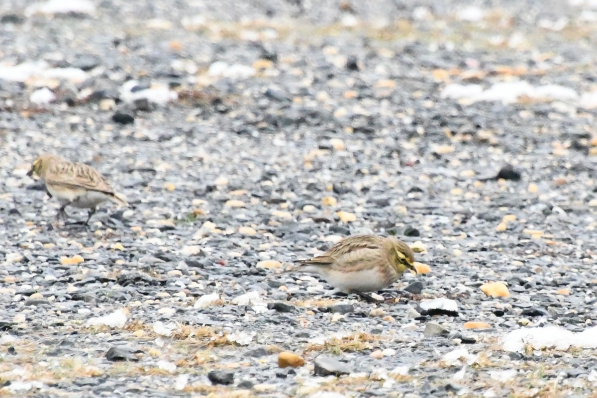 Horned Lark - ML646416271