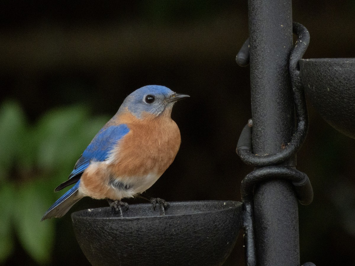 Azulejo Oriental - ML646416275