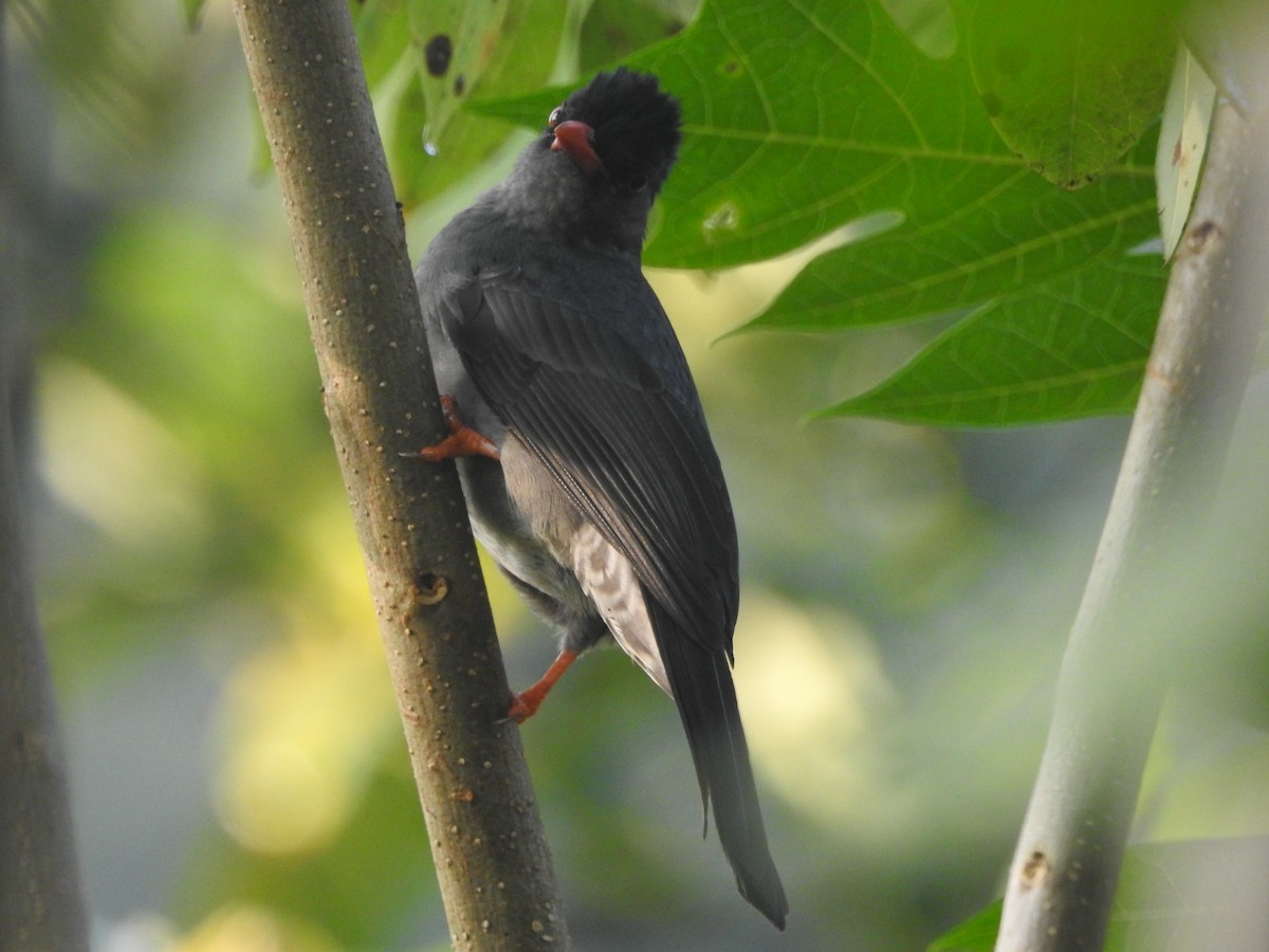 Горована індійська - ML646416276