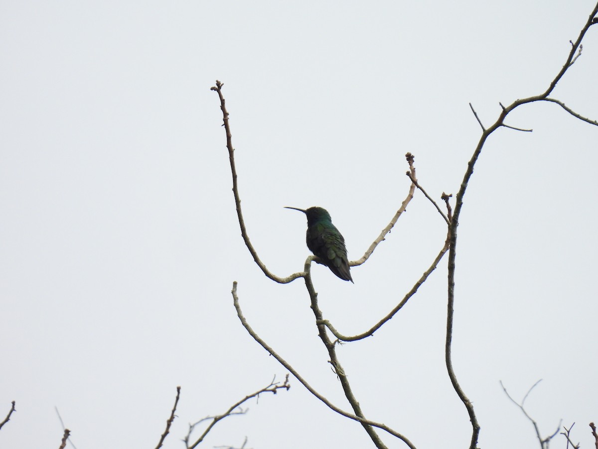 Kara Gerdanlı Mango - ML646416277