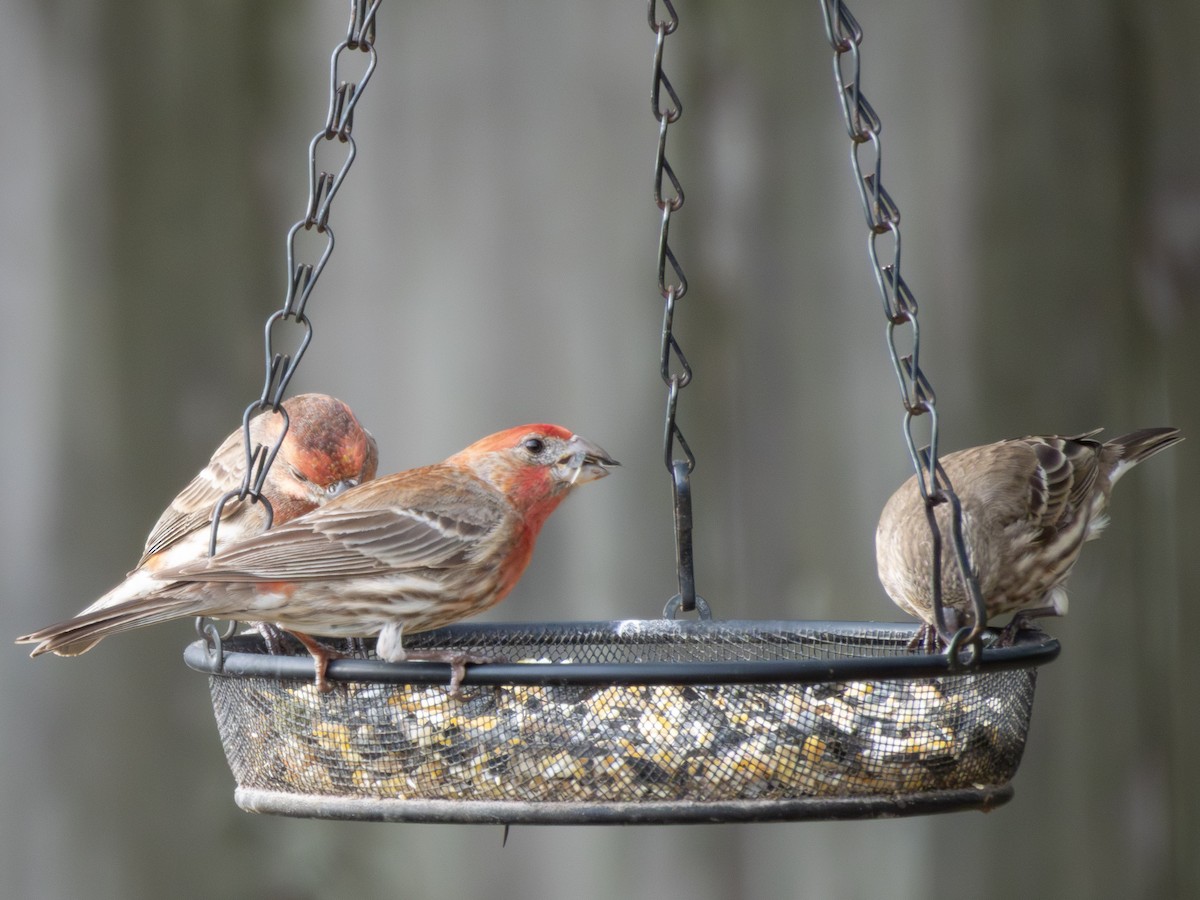 Camachuelo Mexicano - ML646416282