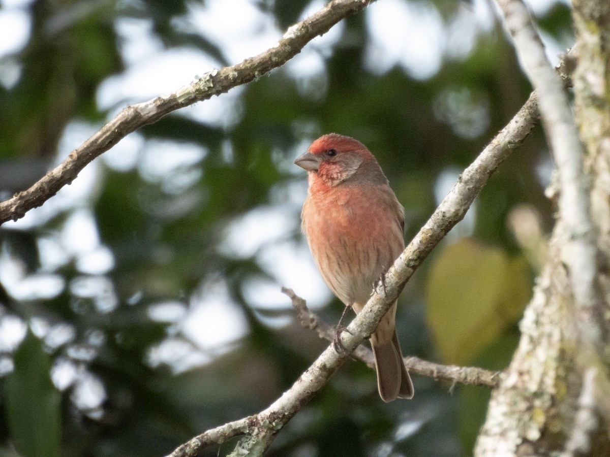 Camachuelo Mexicano - ML646416283
