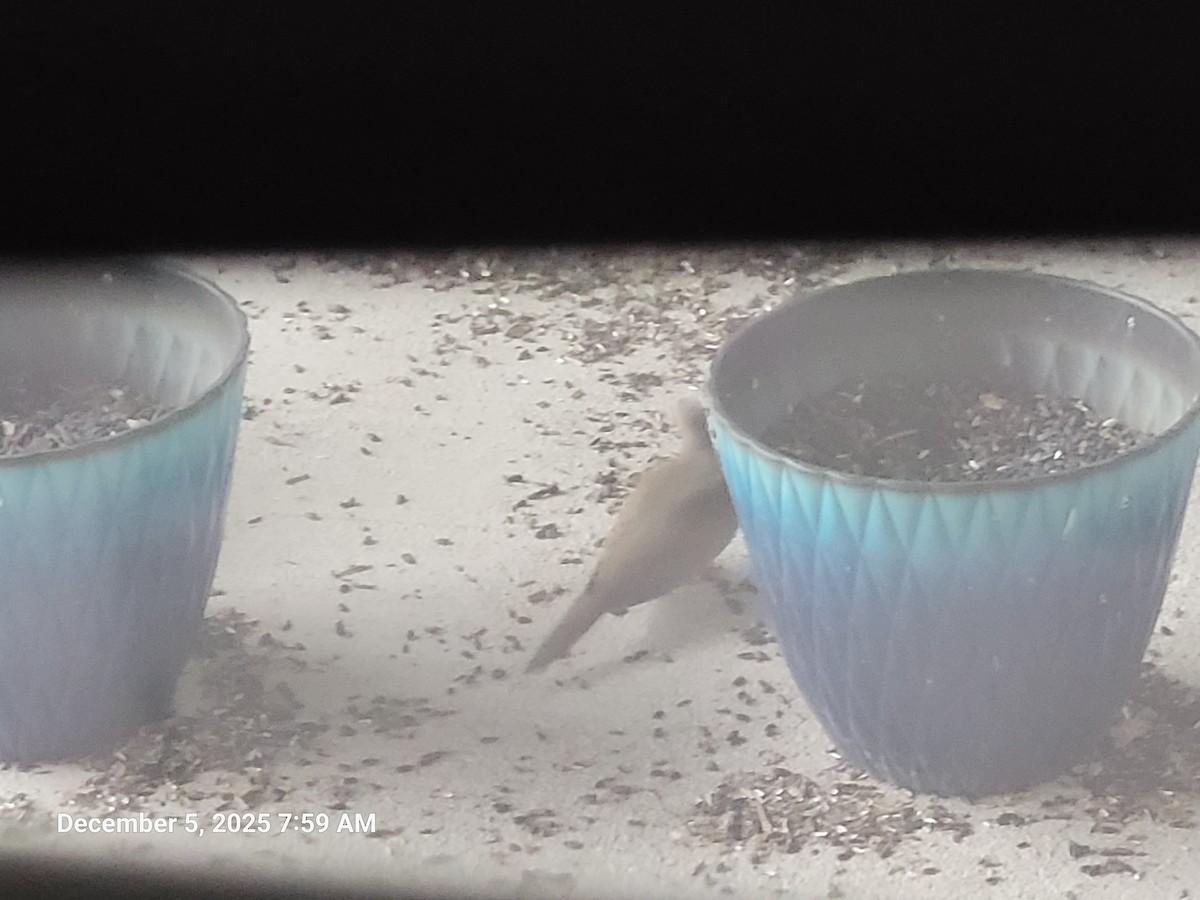 Mourning Dove - ML646416284