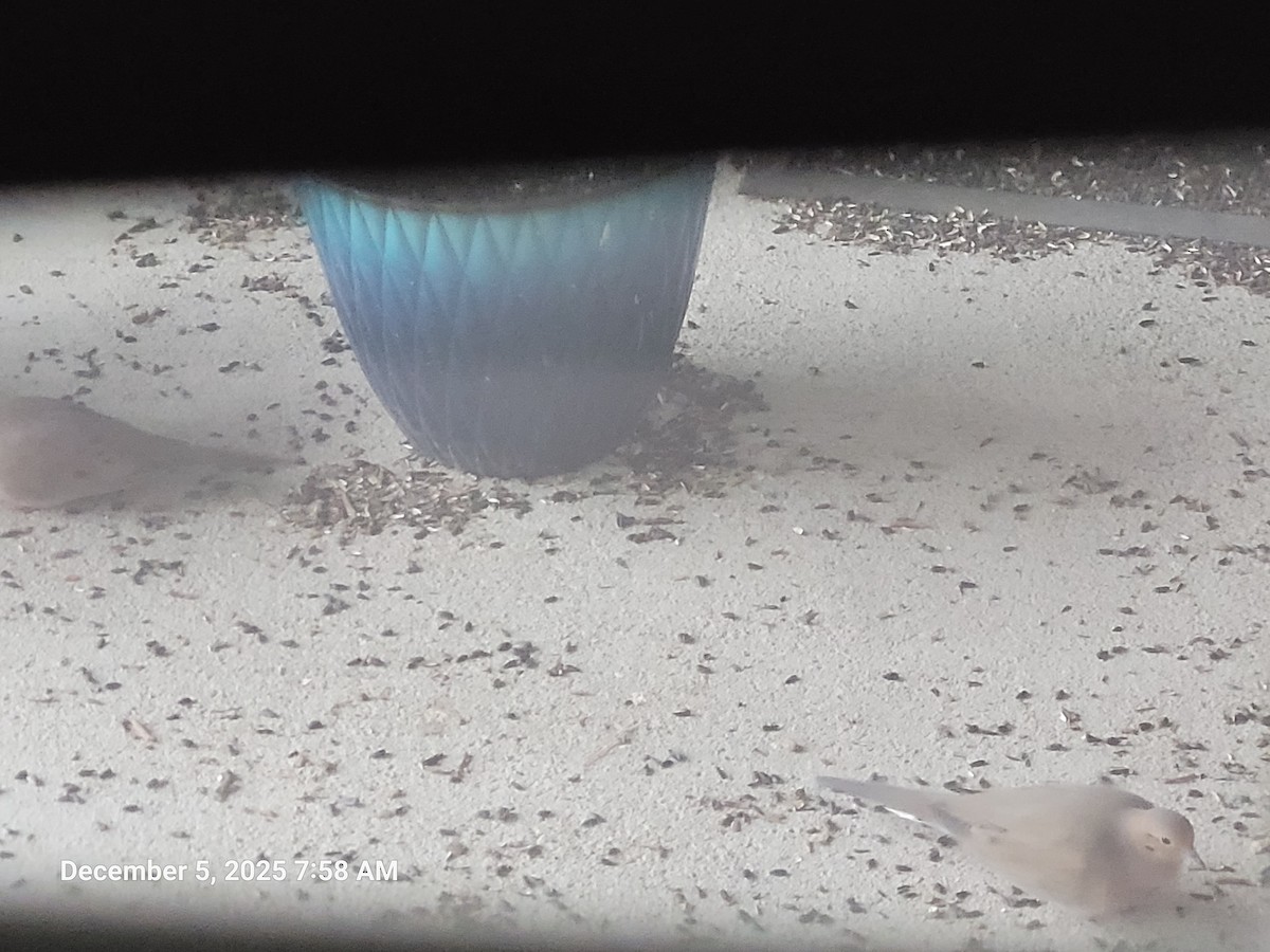 Mourning Dove - ML646416286