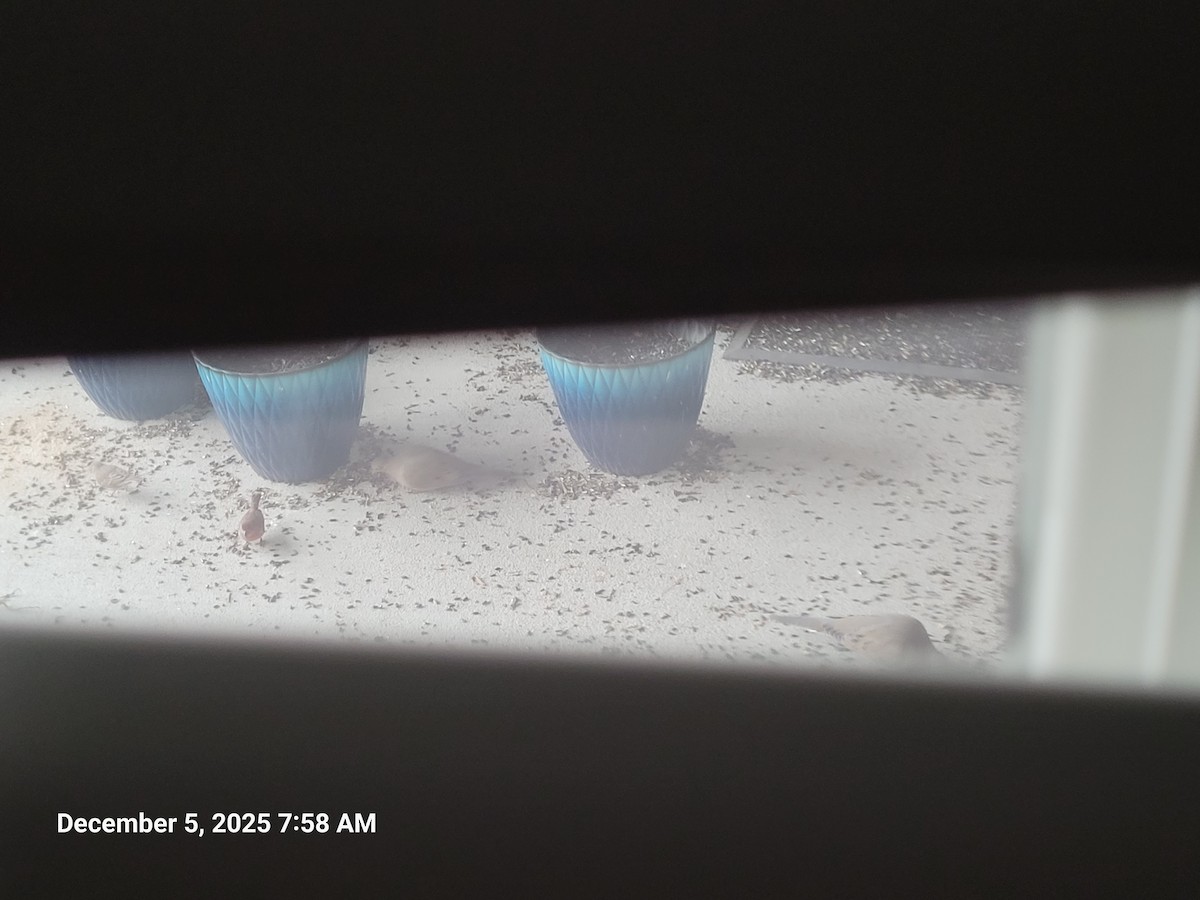 Mourning Dove - ML646416288