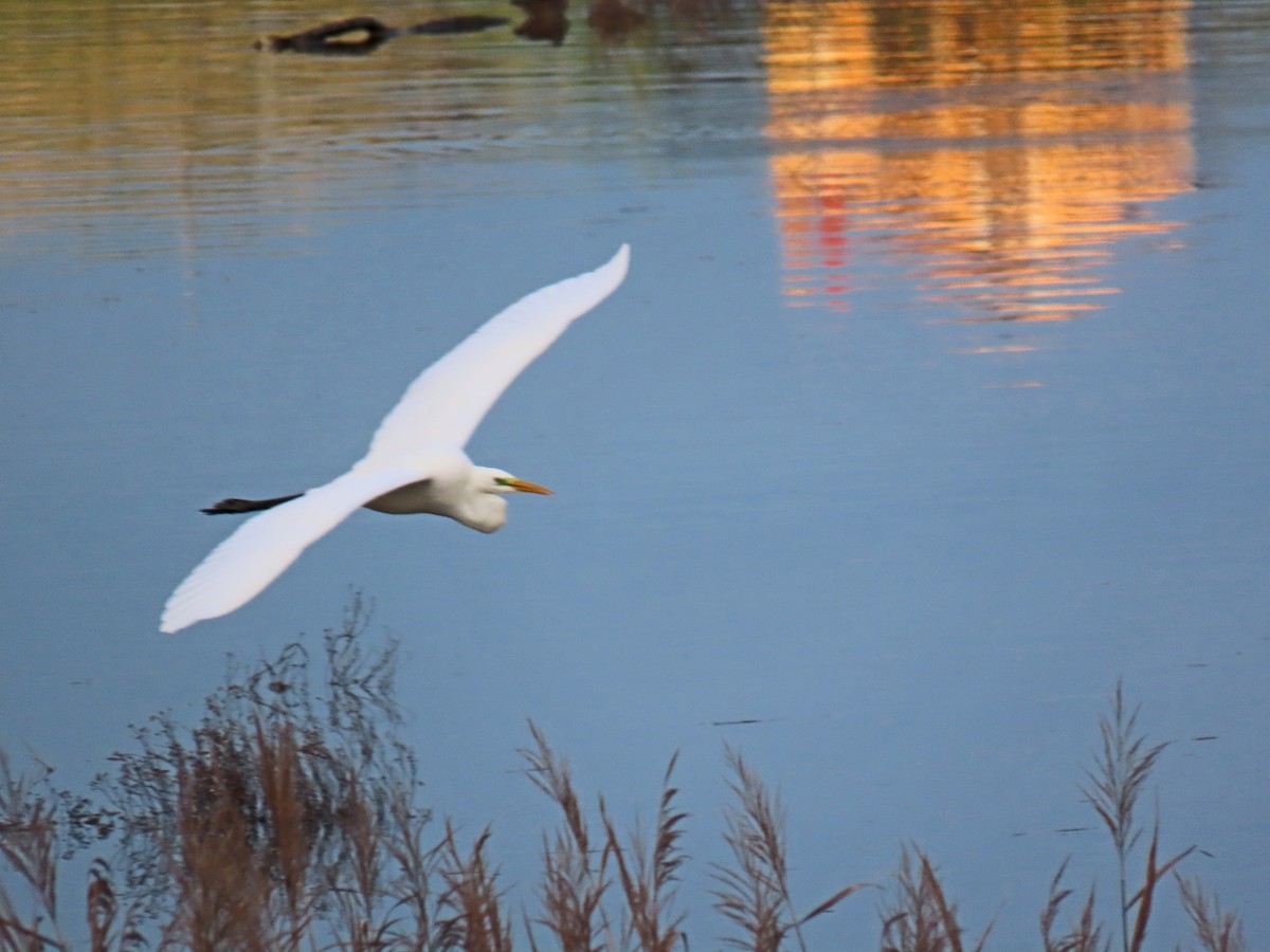 Great Egret - ML646416290