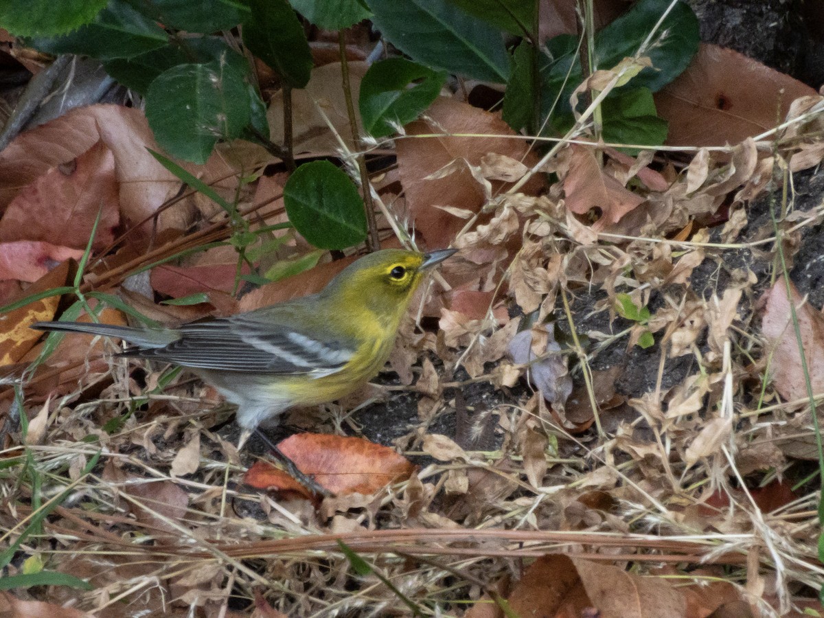 Reinita del Pinar - ML646416291