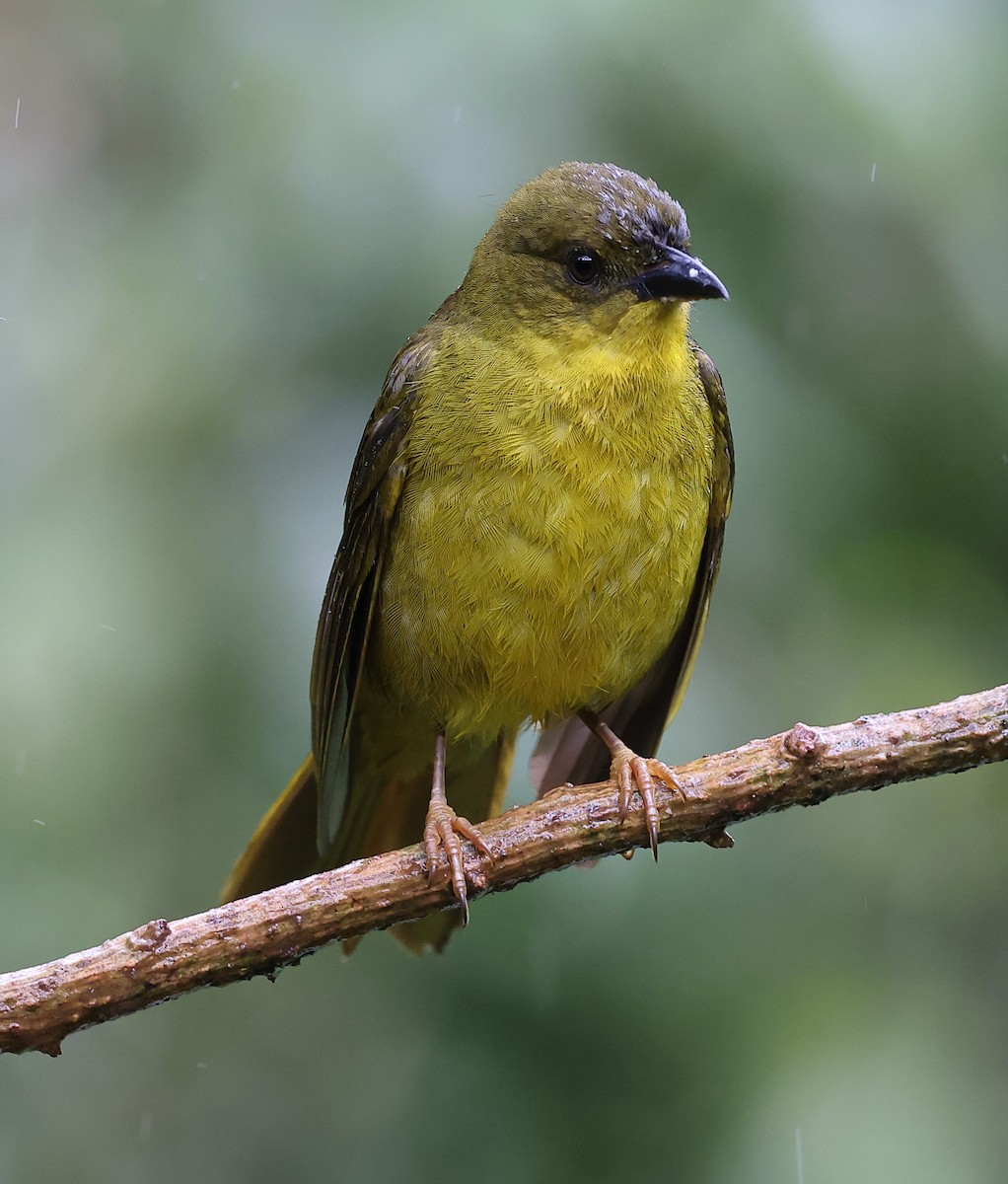 Mitrospin viréon - ML646416292