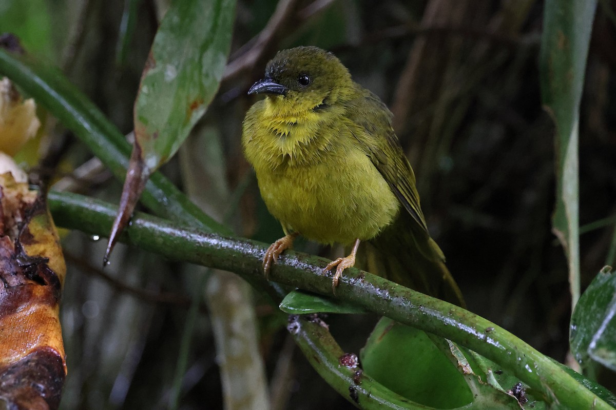 Mitrospin viréon - ML646416293