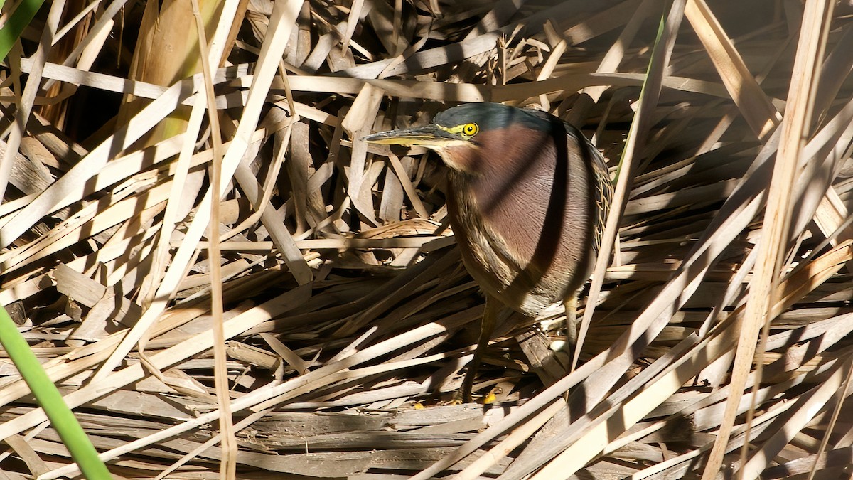 Airone verde - ML646416295