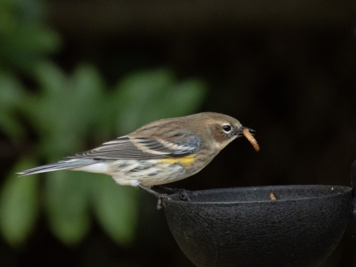 Reinita Coronada (Coronada) - ML646416296