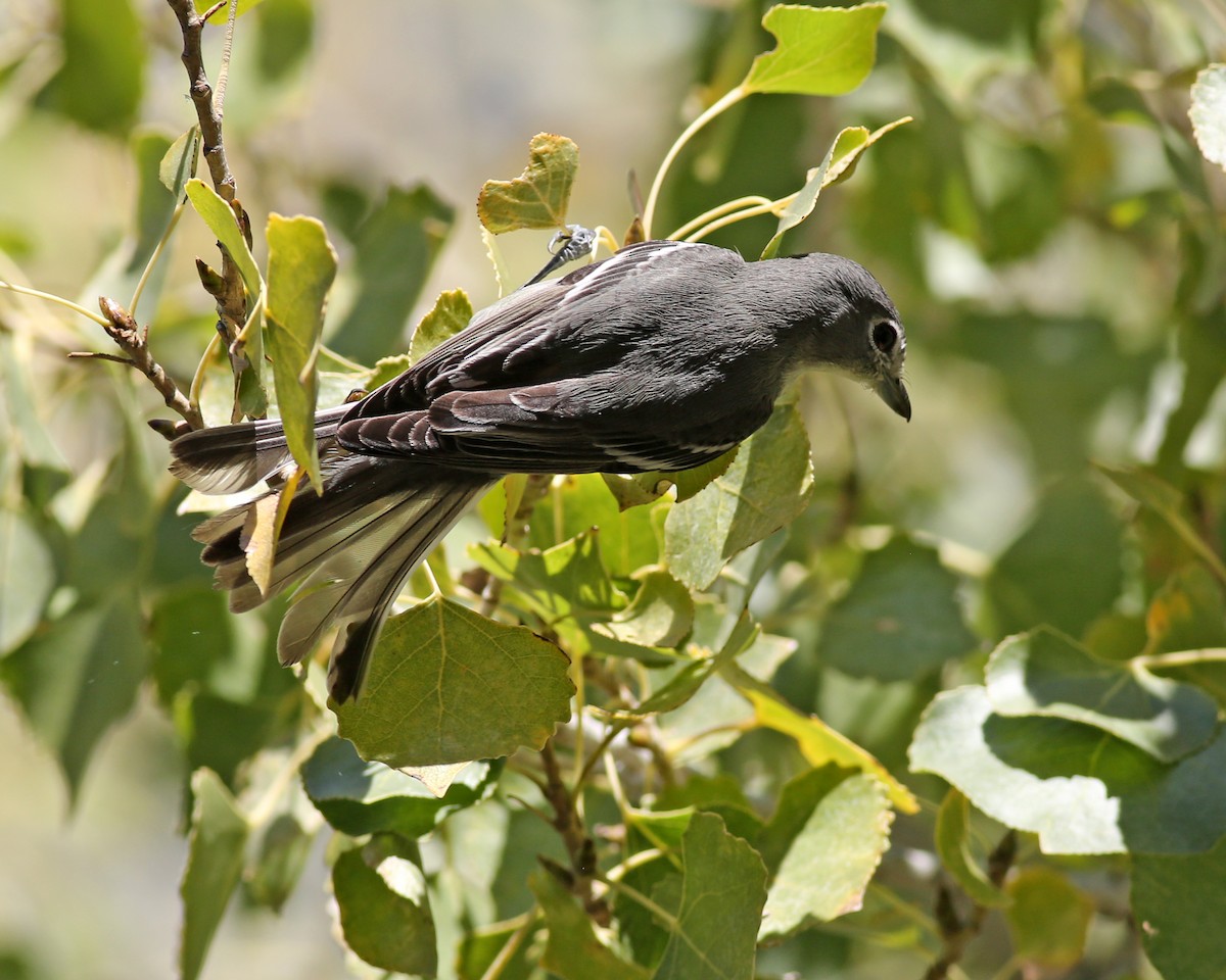 Plumbeous Vireo - ML646416297
