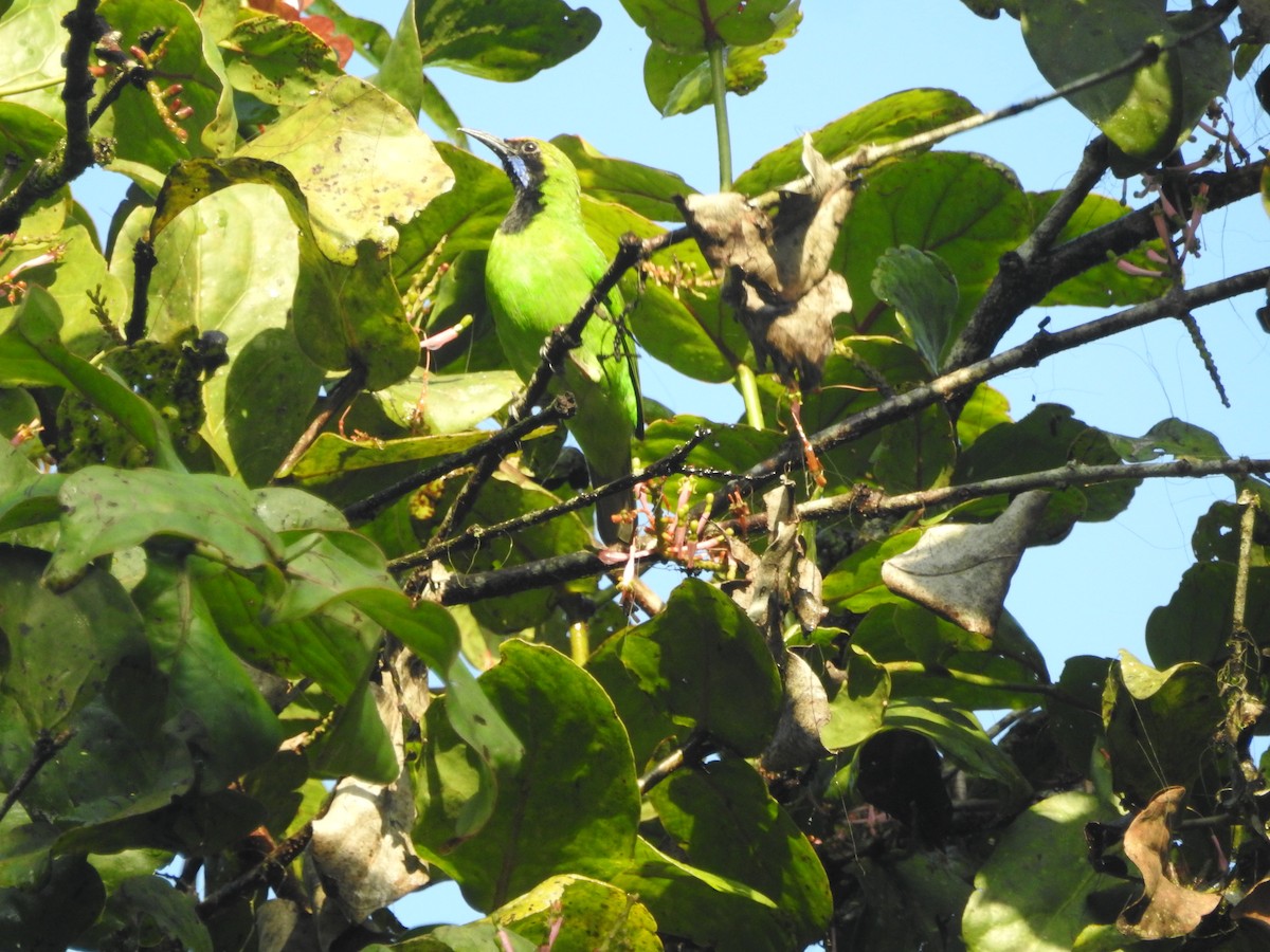 Golden-fronted Leafbird - ML646416298