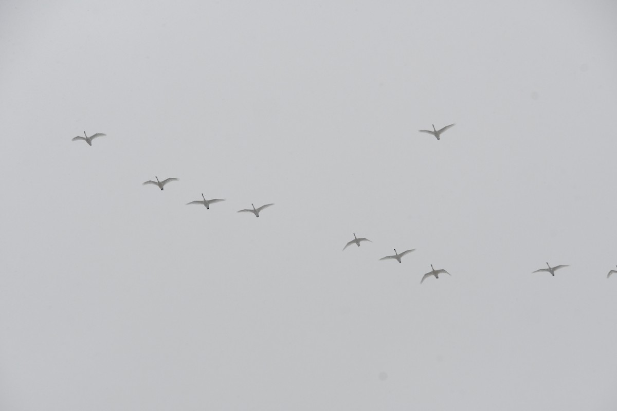 Tundra Swan - ML646416299