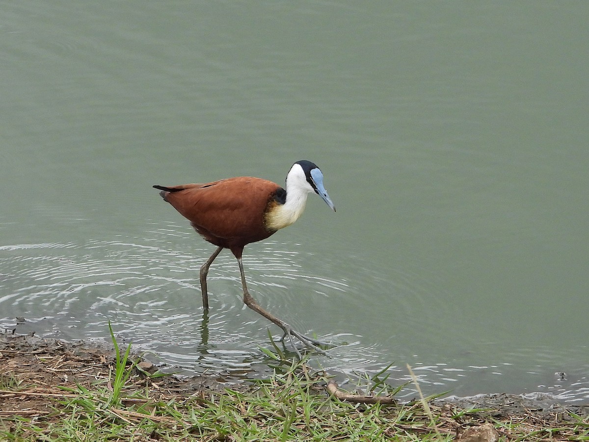 ostnák africký - ML646416300