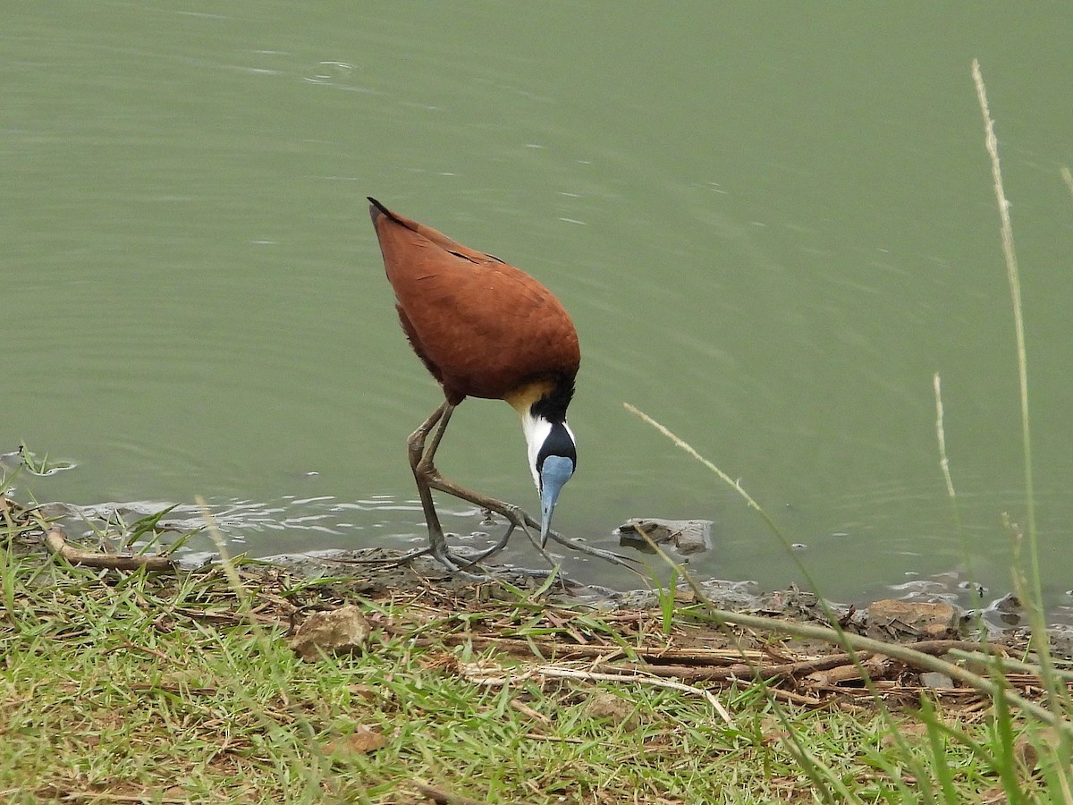 ostnák africký - ML646416301