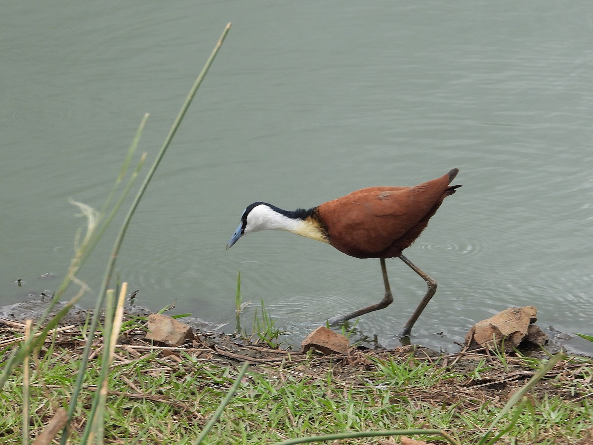 ostnák africký - ML646416302