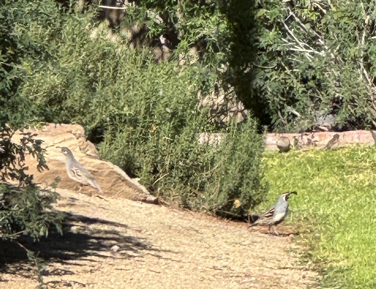 křepel čelenkový - ML646416303