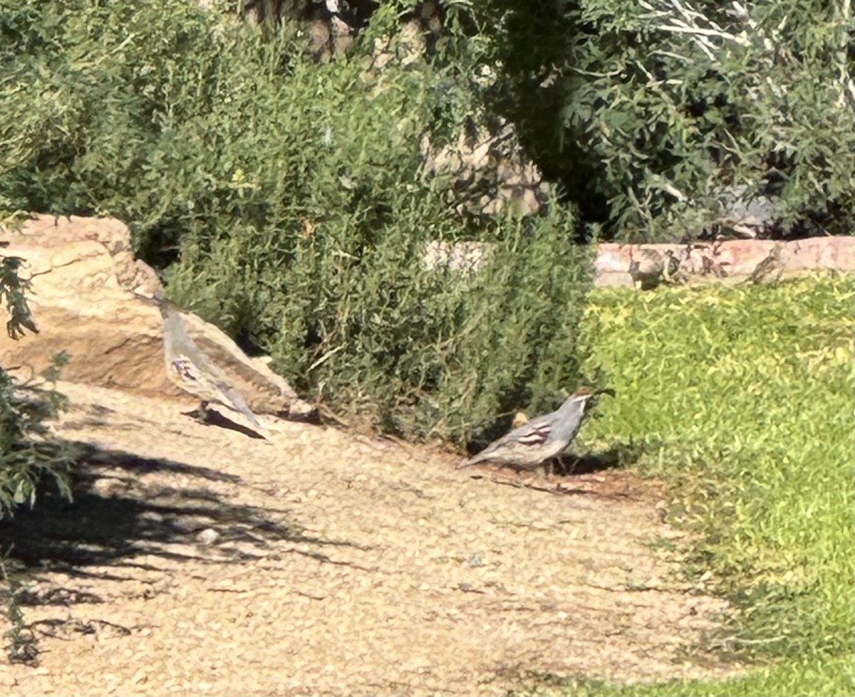 křepel čelenkový - ML646416304