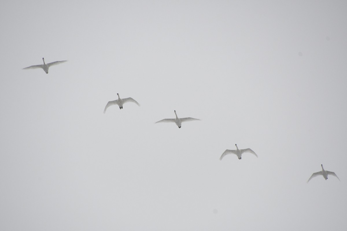 Tundra Swan - ML646416305