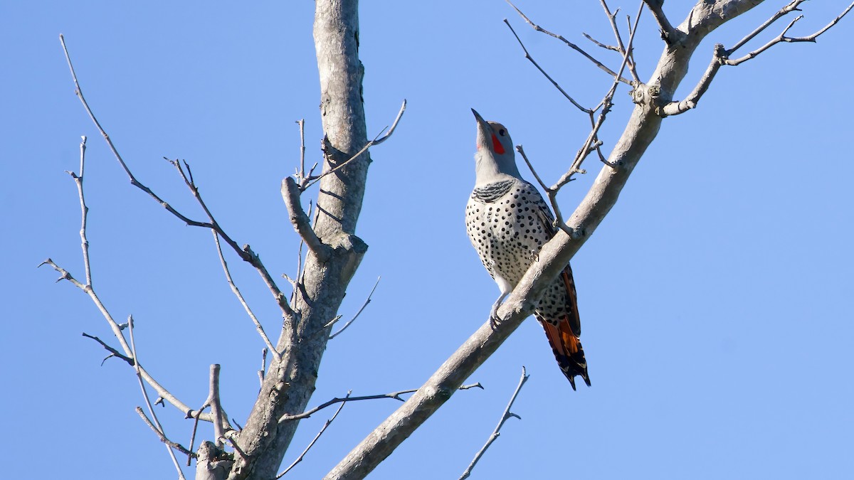 Northern Flicker (Red-shafted) - ML646416307