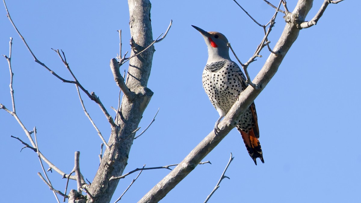 Northern Flicker (Red-shafted) - ML646416308