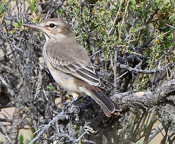 Gray-bellied Shrike-Tyrant - ML646416309
