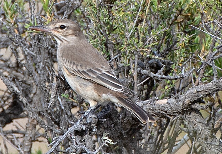 Gray-bellied Shrike-Tyrant - ML646416310