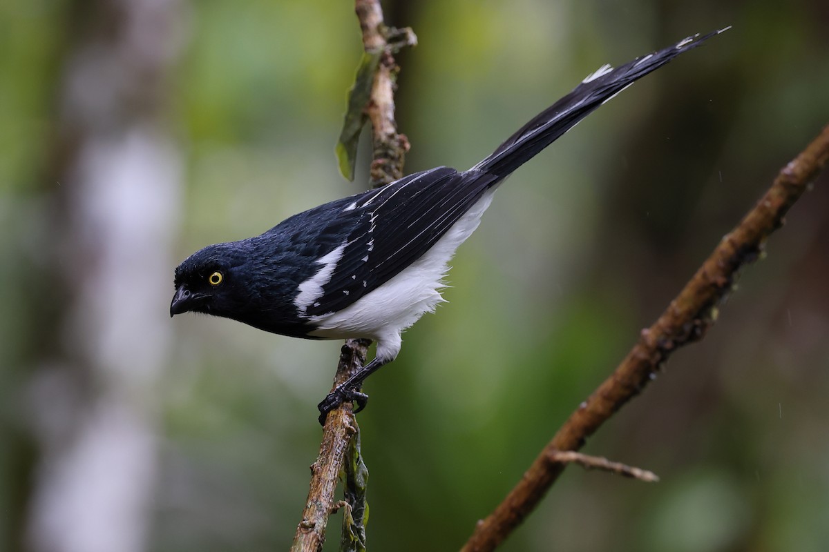 Tangara pillurion - ML646416311