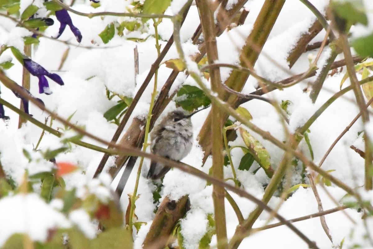 Black-chinned Hummingbird - ML646416313