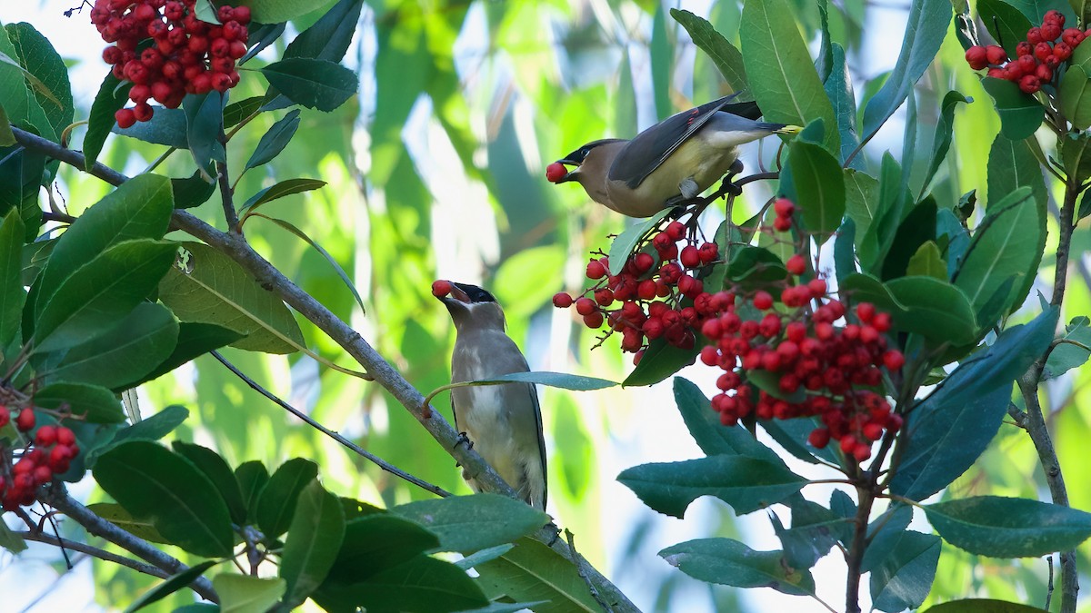 Cedar Waxwing - ML646416314