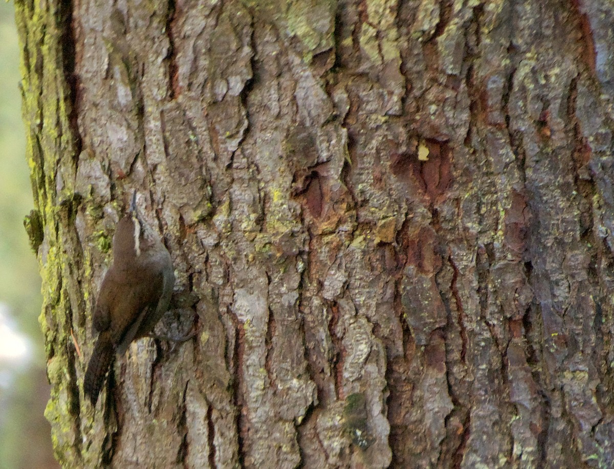 Bewick's Wren - ML646416317